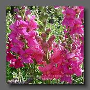 Antirrhinum majus (le jardin de la poterie Hillen) www.poterie.fr -